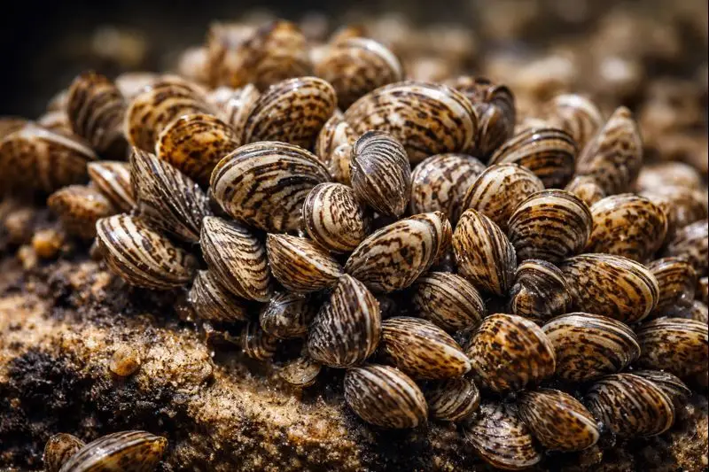 Serra de São Mamede tem projeto para proteger fauna aquática