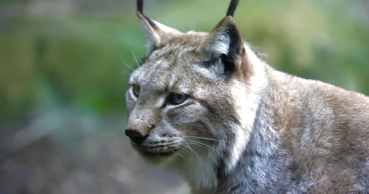 Novo “recorde” de monitorização de linces-ibéricos no Vale do Guadiana