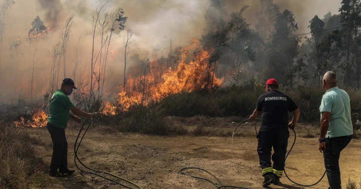 Mais de 19 milhões de euros pagos a agricultores lesados pelos incêndios de 2024