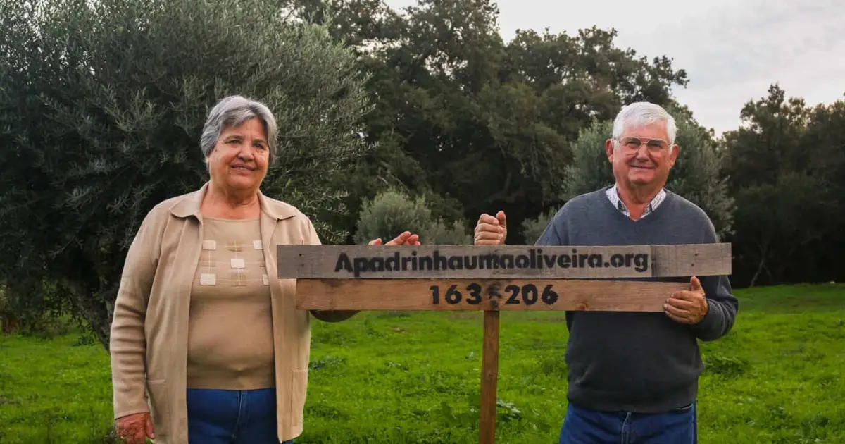 “Apadrinha uma Oliveira”, o projeto que já recuperou mais de 65 hectares de olival em Abrantes