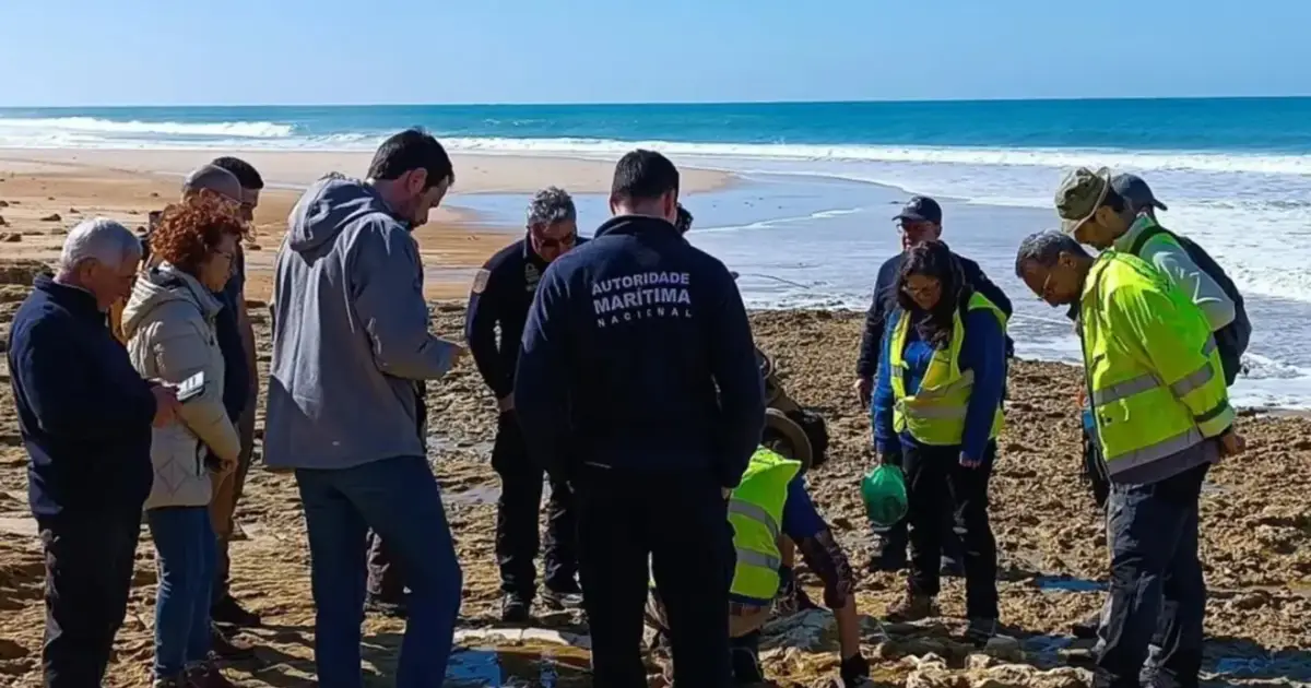 Fósseis descobertos a norte da praia da Galé, em Grândola