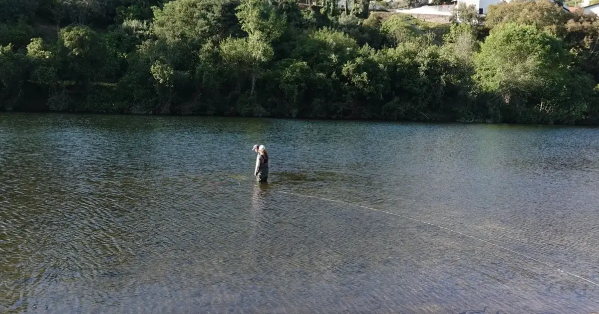 Trinta lampreias libertadas em praia fluvial de Coimbra