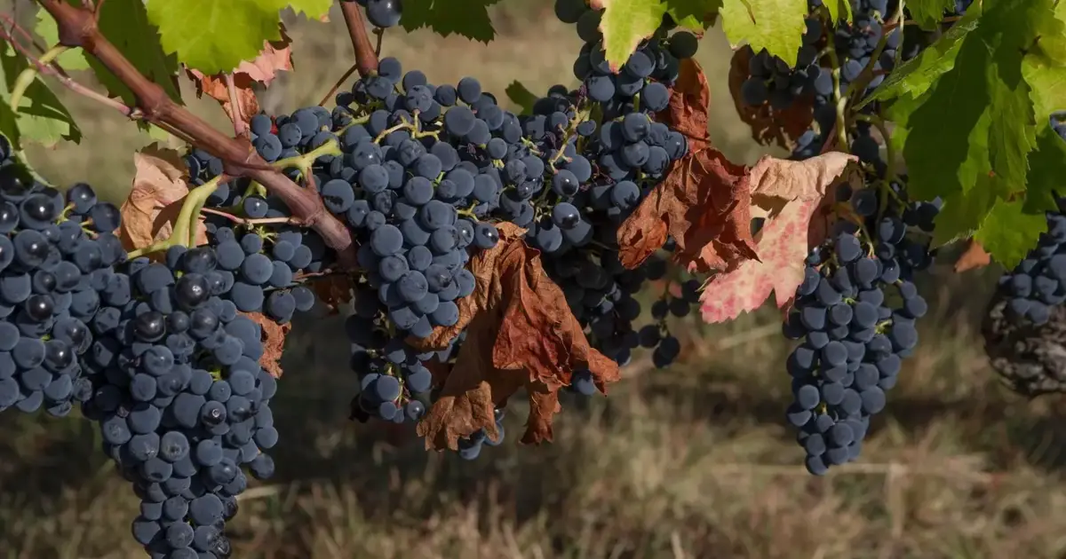 Vinho da Madeira regista redução em valor e quantidade no mercado nacional