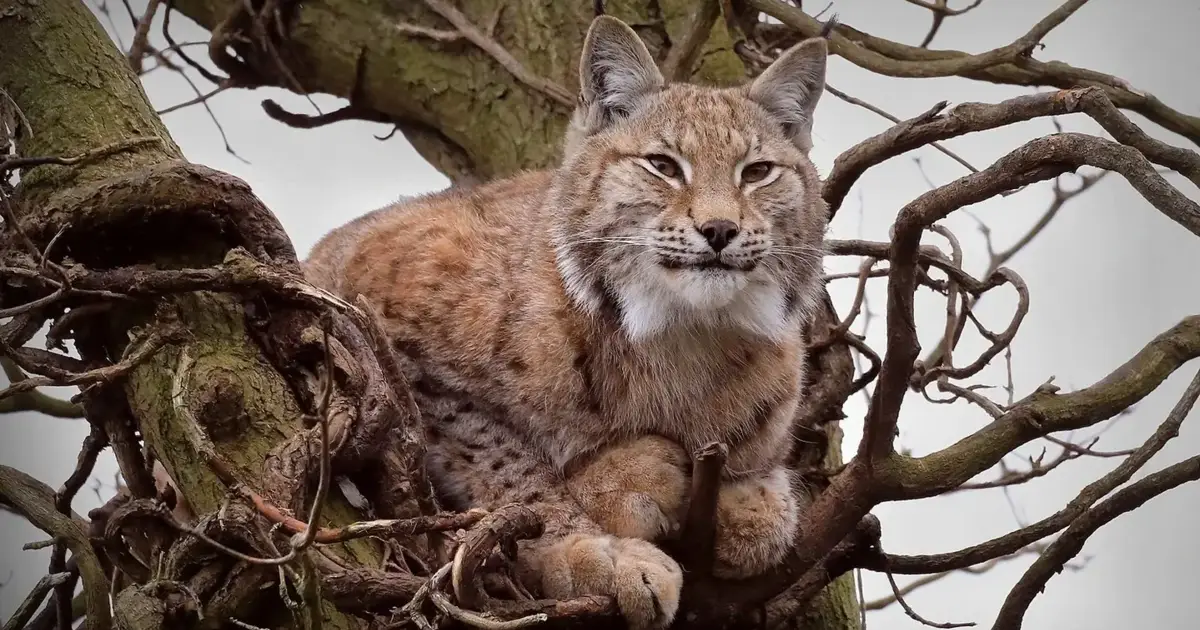 Associação ambientalista teme que mudança na gestão do centro do lince-ibérico ponha espécie em risco