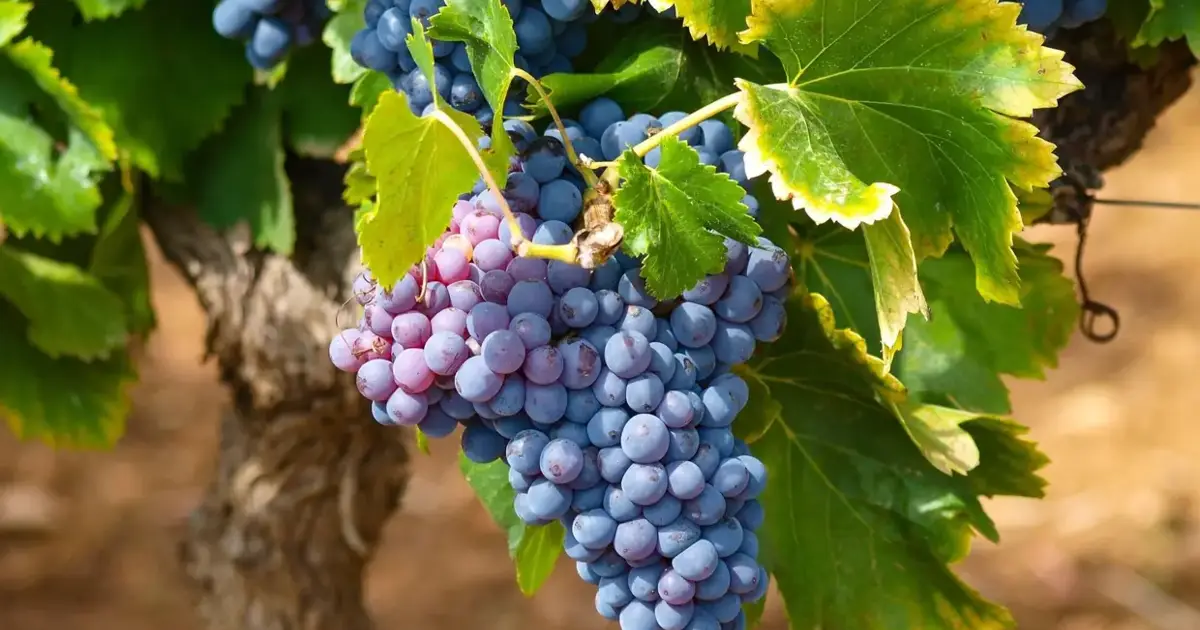 Governo fixa máximo de novas plantações de vinhas em 616 hectares