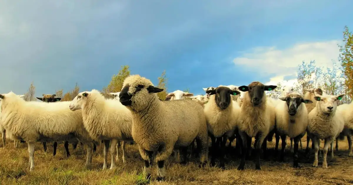 Prejuízos por ataques de lobo caíram 95% com cães de proteção de rebanhos desde 2014