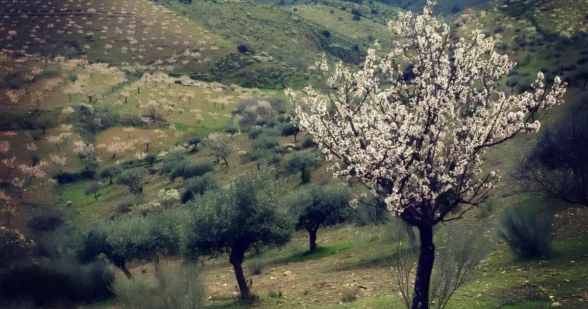 Douro Superior quer dar escala às festas da amendoeira em flor