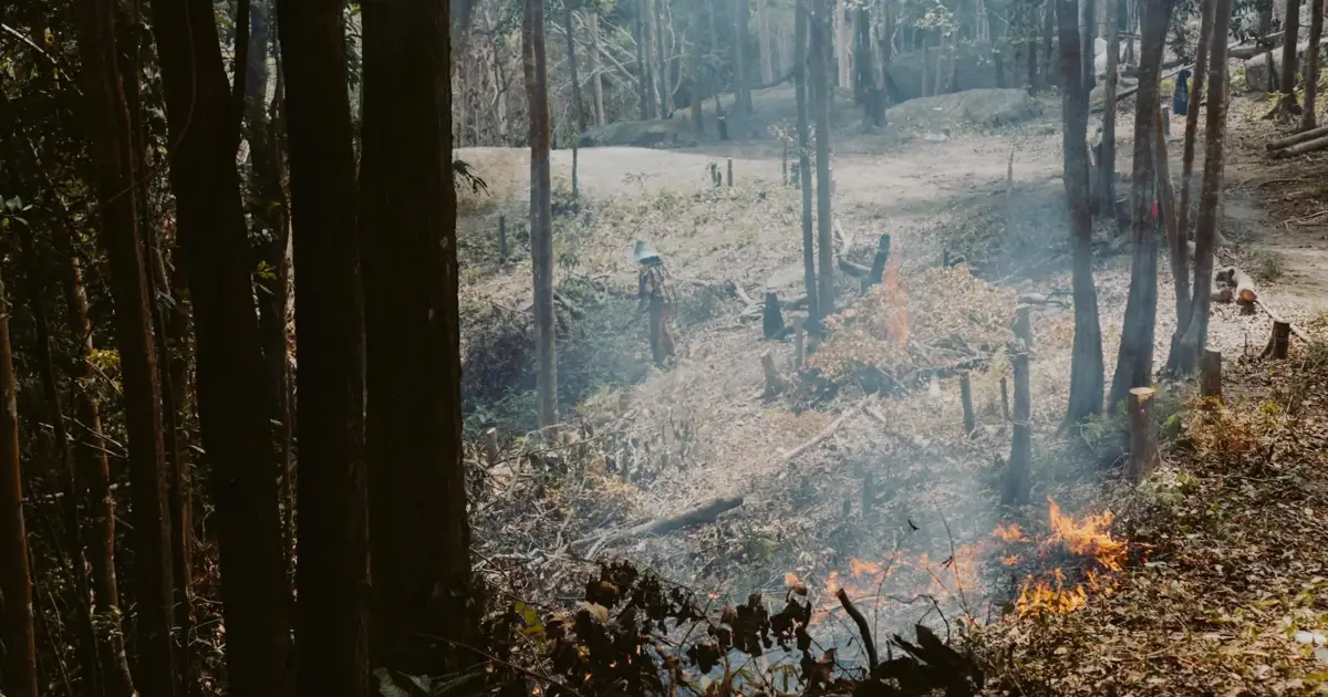 Governo investe em prevenção de incêndios com incentivos por fogo controlado