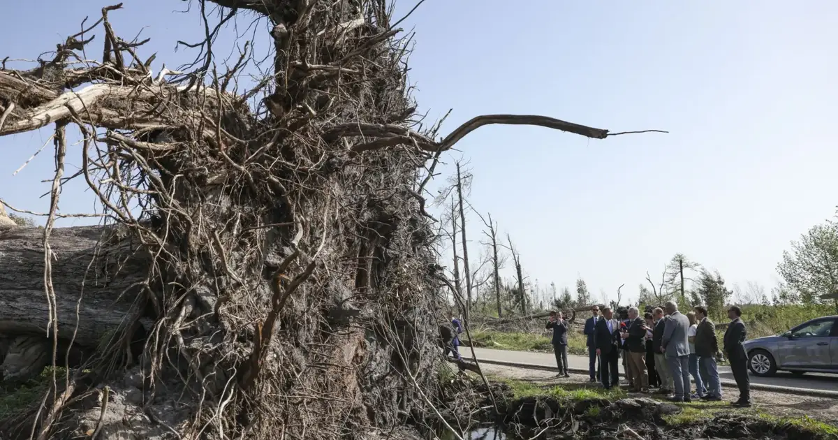 Árvores tombadas vão a hasta pública e eucalipto de 165 anos inspira memorial na Marinha Grande