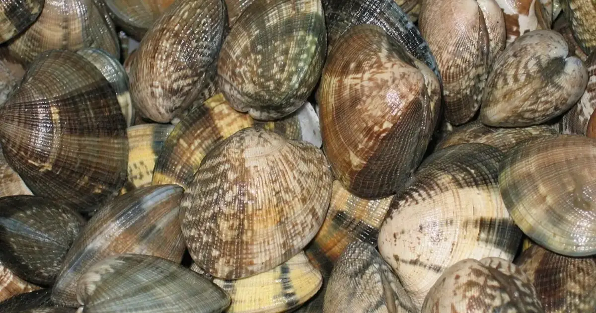 Amêijoa contaminada do estuário do Rio Tejo tem causado intoxicações