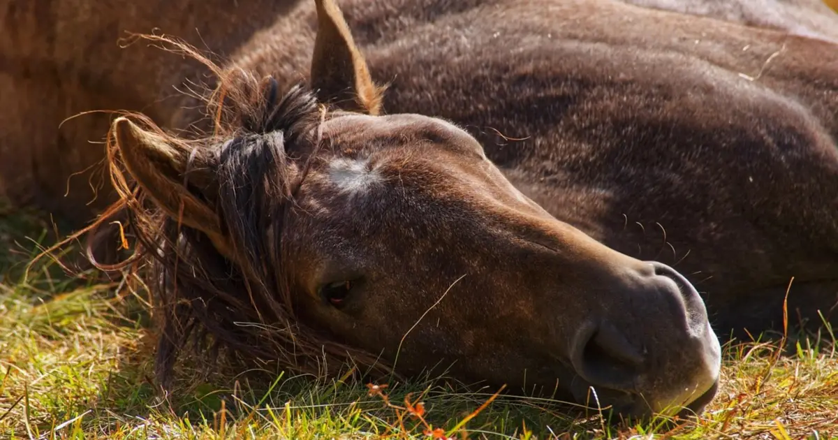 Febre do Nilo detetada em Portugal leva DGAV a pedir reforço da vacinação de cavalos