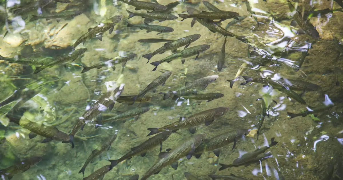 GEOTA alerta para declínio “alarmante” dos peixes migradores em Portugal
