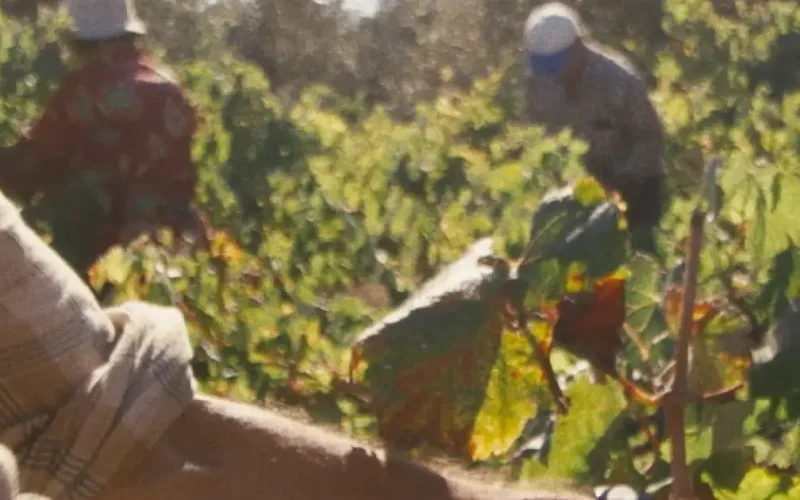 De Gente & De Vinha | O Vinho Medieval de Ourém – Herança Monástica Ainda Viva