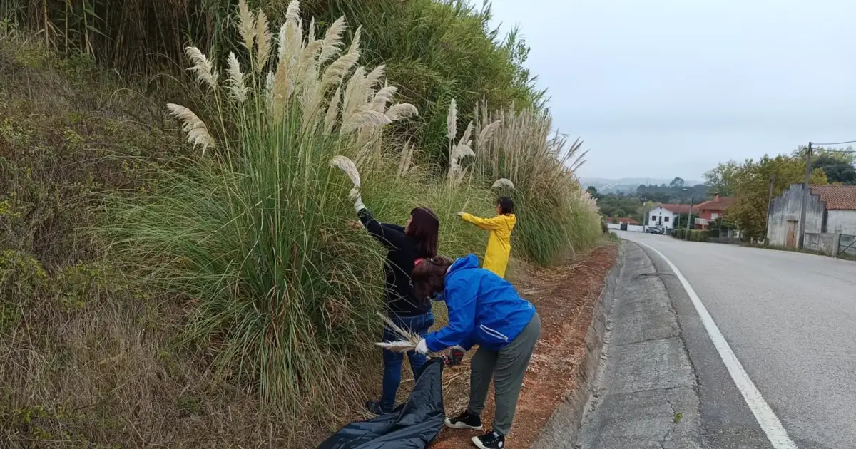 Há espécies invasoras tão presentes em Portugal que muitas pessoas acreditam que “sempre fizeram parte da paisagem”