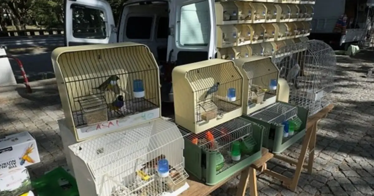 Feira dos Passarinhos em Braga é suspensa para prevenir gripe das aves