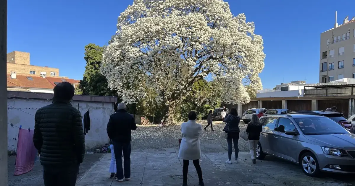Maior e mais antiga Magnolia do Porto classificada como Interesse Público