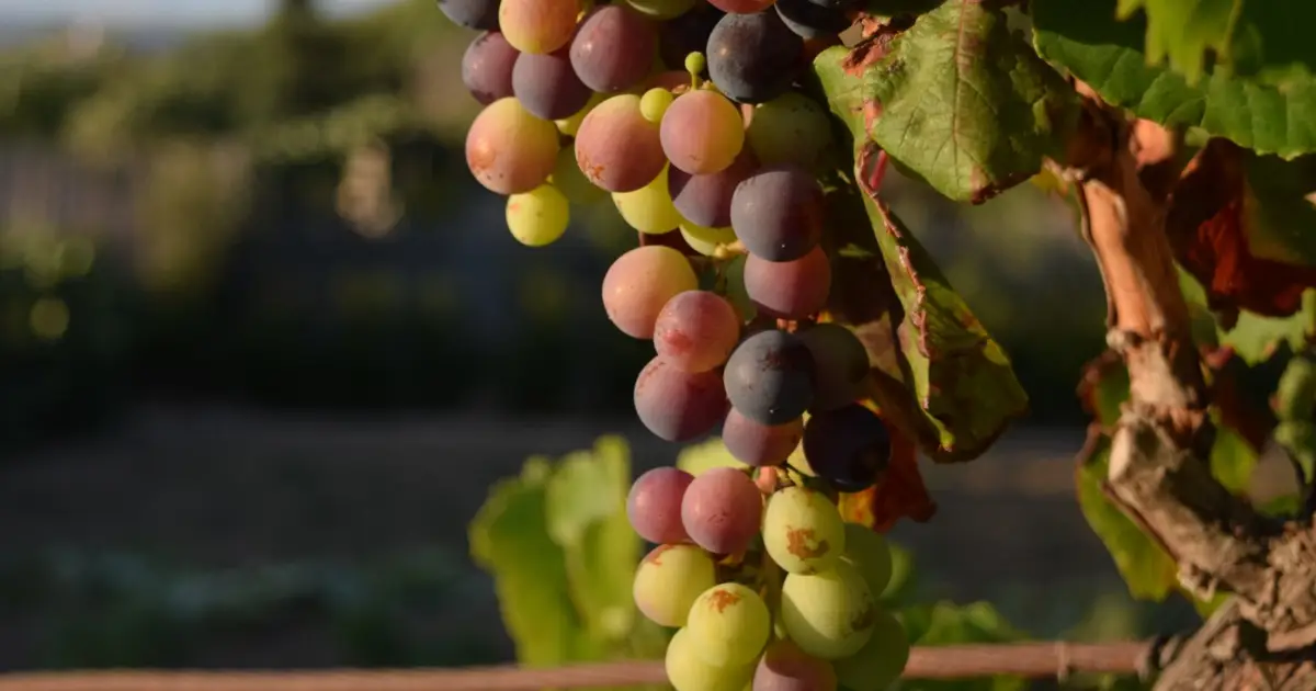 Portalegre dá a provar vinhos de altitude de 20 produtores em dezembro