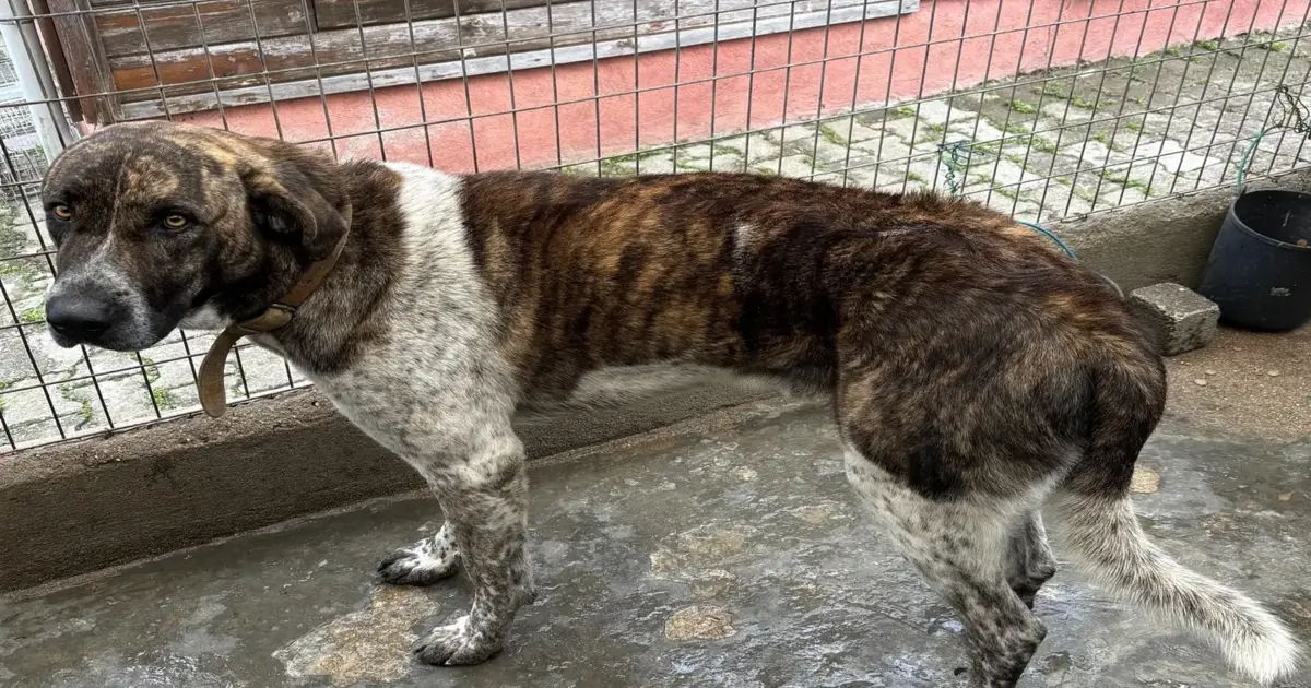 Centro de Recolha Animal de Castelo Branco poderá receber mais 260 animais