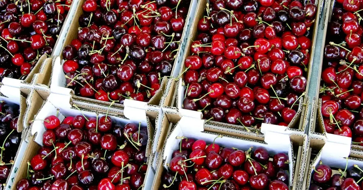 Chuva e granizo destruíram 35% da produção de cereja no Fundão