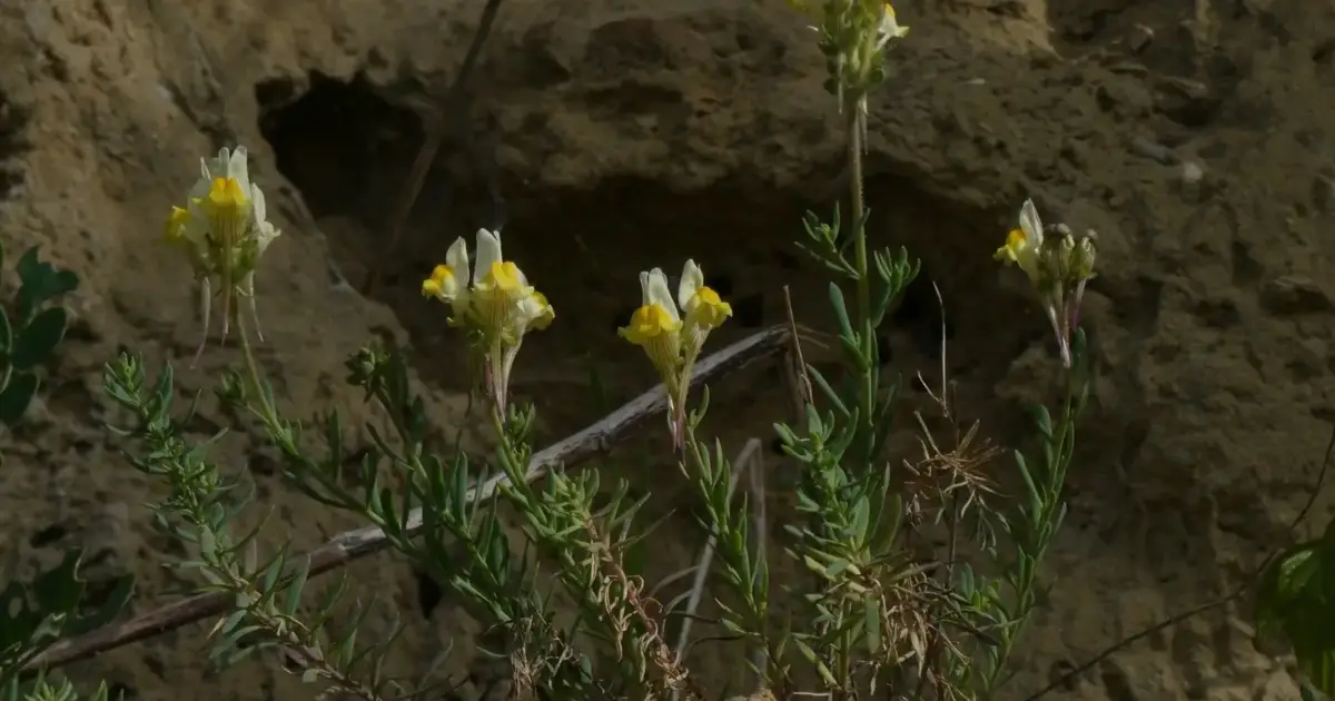 Investigador descobre planta que só existe em Almada