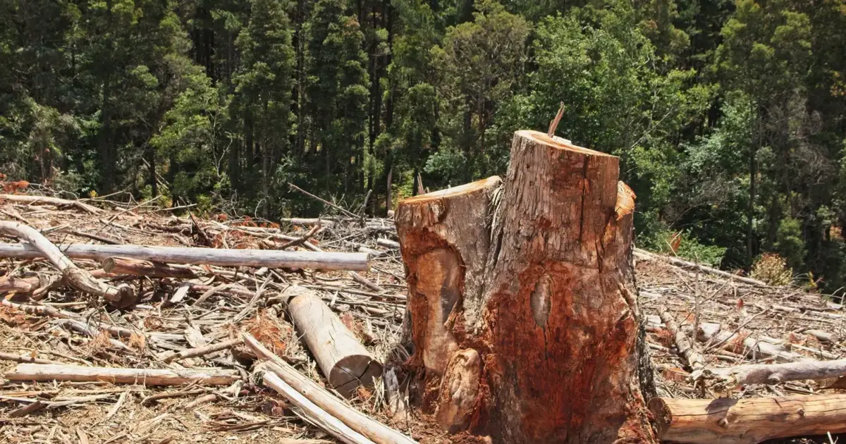 Relatório revela que se gasta mais dinheiro contra a natureza do que a protegê-la