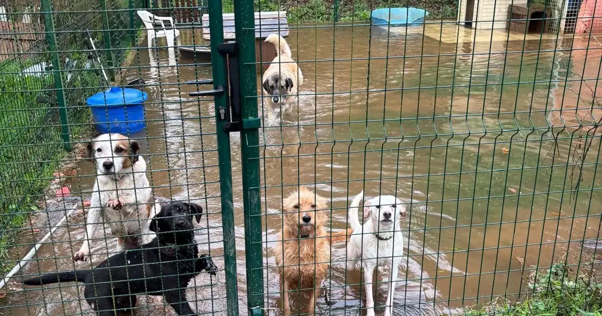 “Temos animais que ainda hoje tremem”: o impacto da Kristin nos abrigos