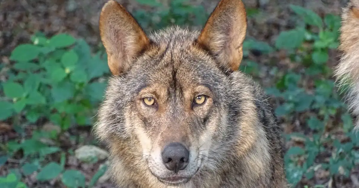Aumento de ataques do lobo ibérico pode ameaçar raças autóctones