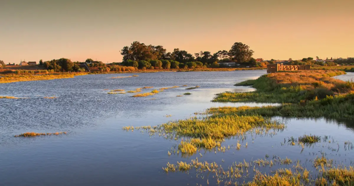 Estudos revelam importância do estuário do Sado para conservação dos cavalos-marinhos