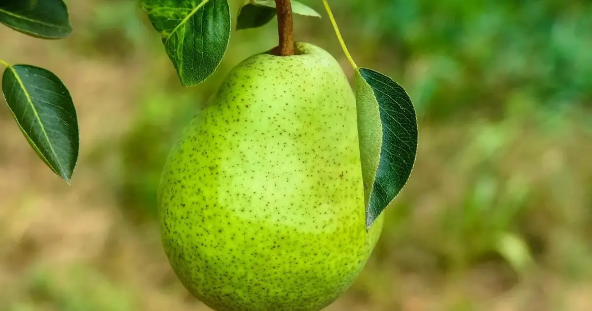 Fase de floração aumenta o risco de infeção nos pomares, alertam produtores do Oeste