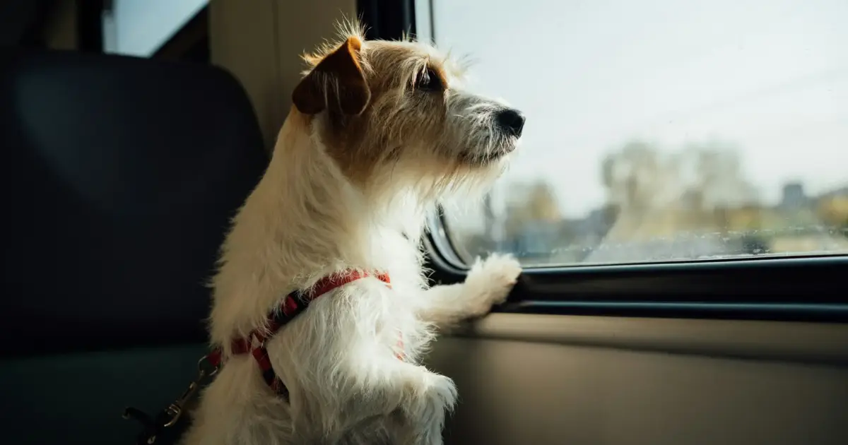 União Europeia atualiza regras para circulação de animais de estimação