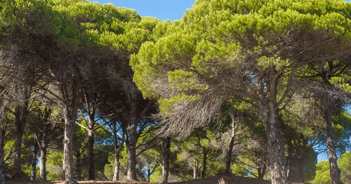 Associação acusa ICNF e Câmara de Sesimbra de passividade no abate de pinheiros-mansos