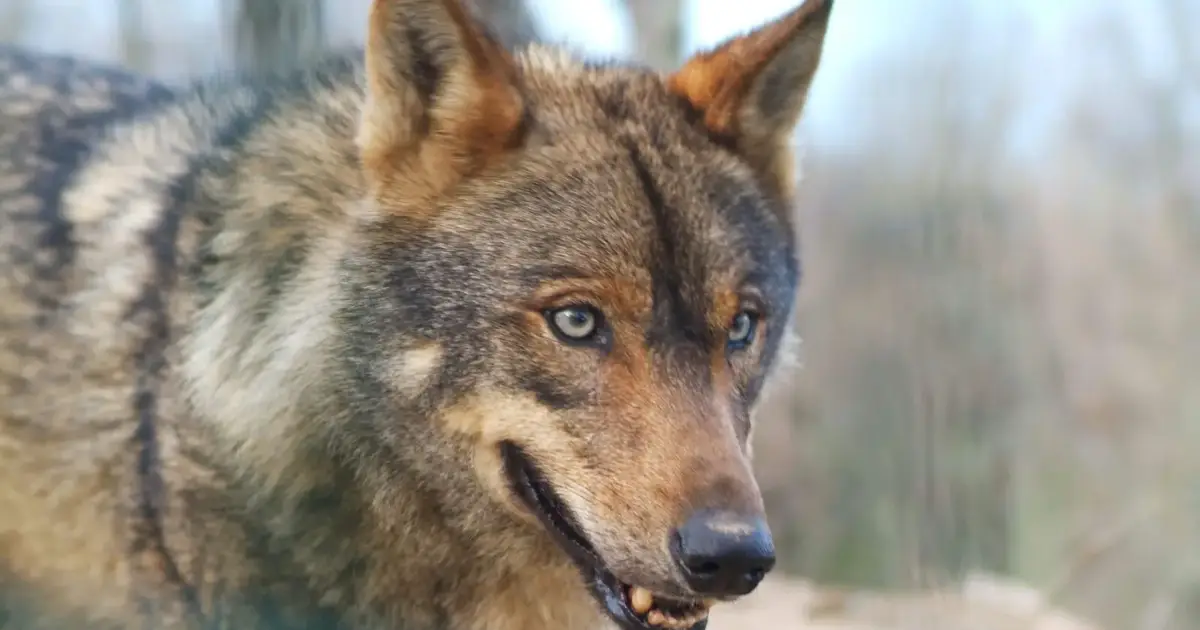 “Lua cheia da terra”: o lobo-ibérico no centro de um evento que cruza arte, ciência e comunidade em aldeia de Vila Real