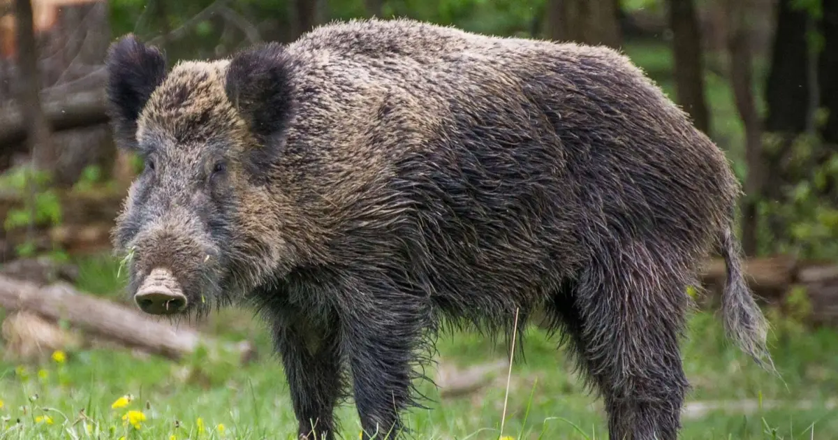 Falta de autorização para caça de javalis causa prejuízos em Bragança