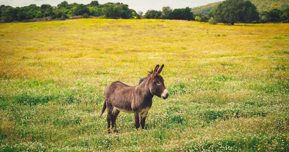 Burros anões continuam a marcar a identidade da ilha Graciosa