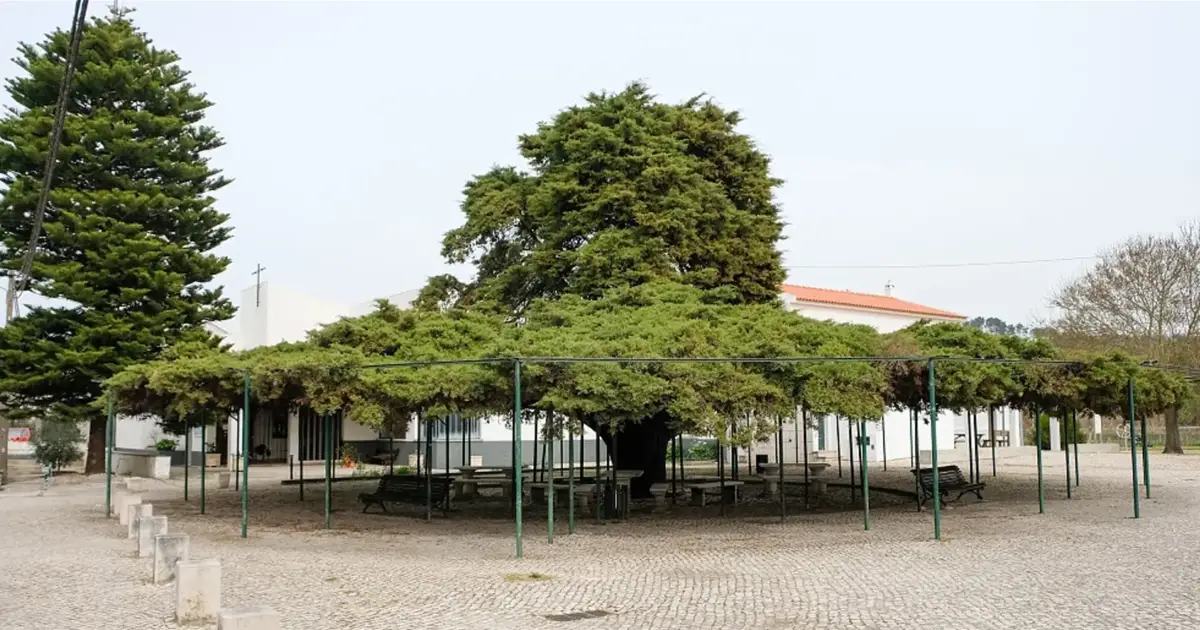 O Cedro de Runa é a Árvore do Ano. Conta uma história com mais de 70 anos