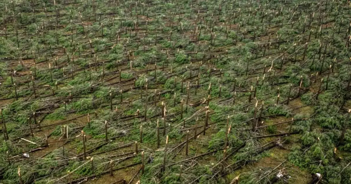 Estado paga até 1500 euros por hectare para limpeza de terrenos e basta uma foto para receber apoio