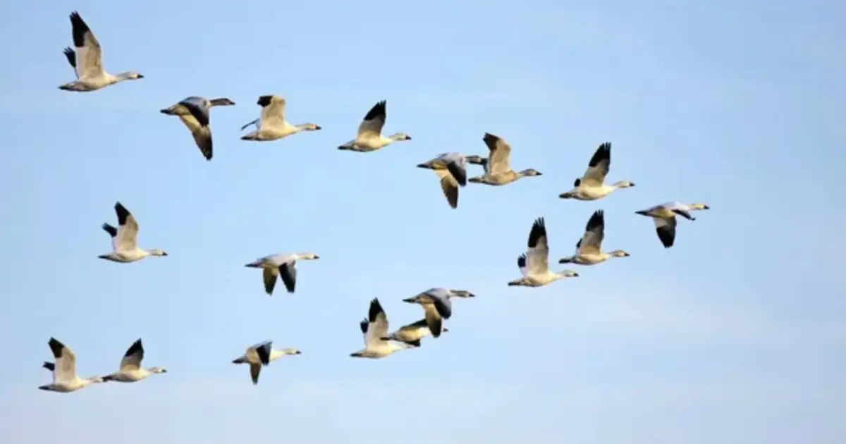ONU avisa que 24% das espécies migratórias enfrentam risco de extinção