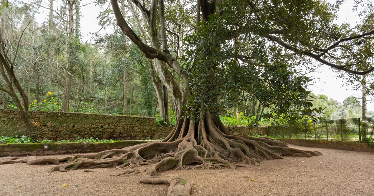 Tree of the Year: já pode escolher a árvore que irá representar Portugal no concurso europeu