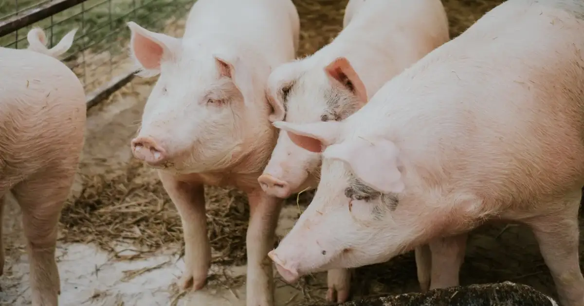 Suinicultores apontam “maior crise de sempre” e querem urgência nos apoios