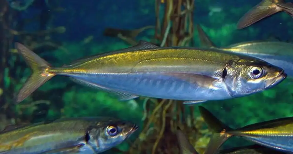 Descargas de pescado nos Açores aumentaram 35% em 2025