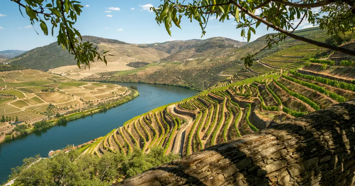 Douro volta a brilhar mas precisa de atenção: os desafios da Melhor Região Vinícola Internacional de 2025