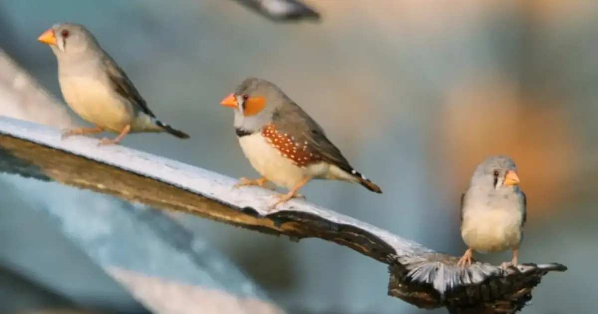 Regeneração cerebral em aves pode abrir caminho para tratar cérebro humano