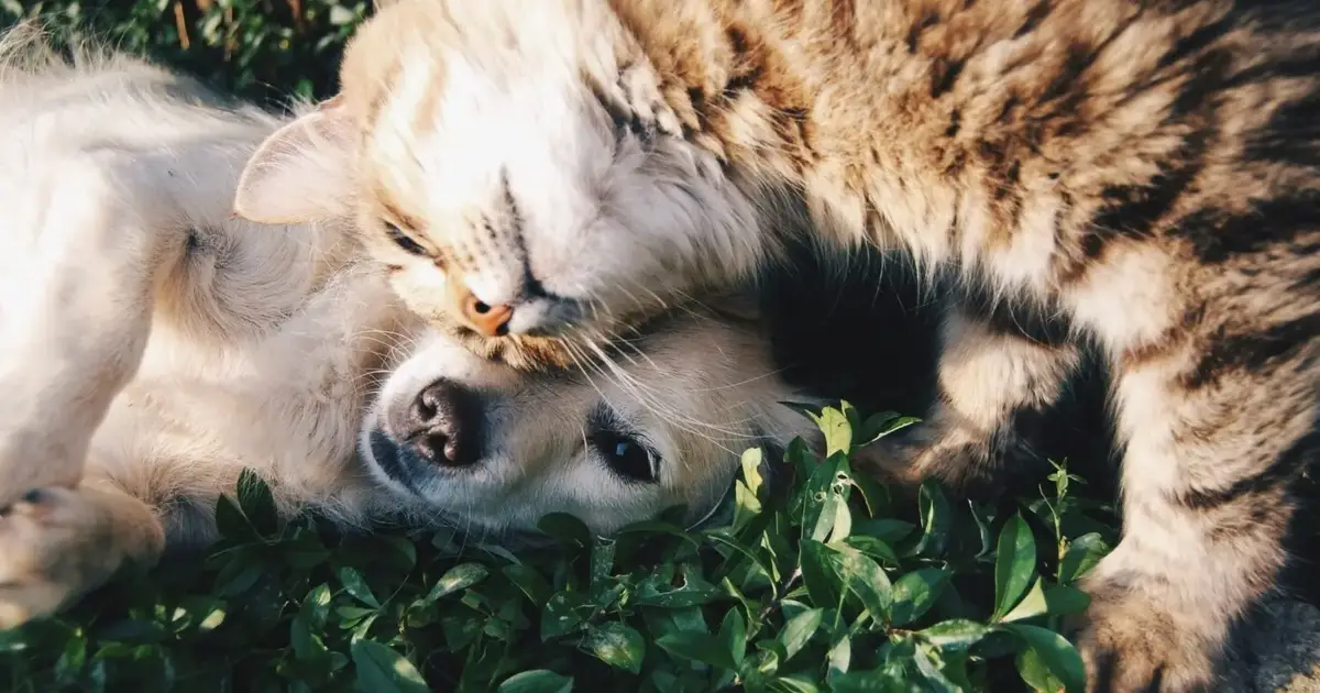 Parlamento recomenda medidas urgentes de proteção animal em casos de catástrofe