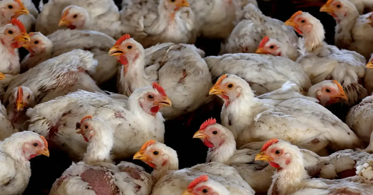 Gripe das aves dispara na Europa e leva a pedido de vigilância reforçada e ação coordenada
