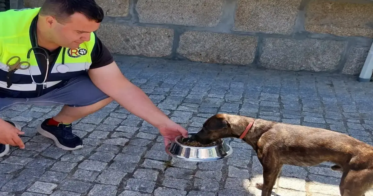 Serviços de recolha de animais atingem limite em Oliveira do Hospital