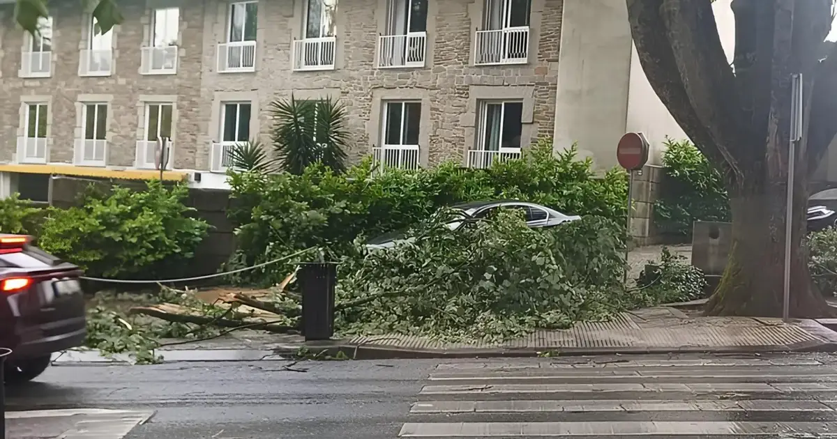 Vento forte provoca quedas de árvores, estragos e cortes de estradas em Viseu