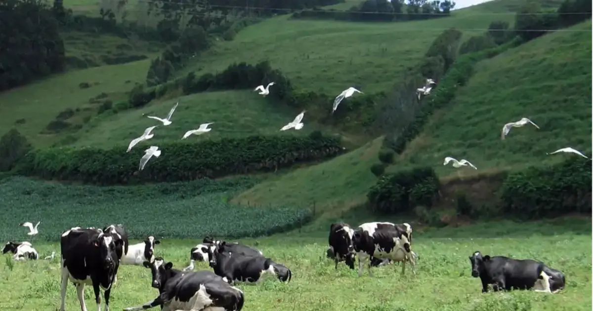 Federação Agrícola dos Açores critica descida do preço do leite