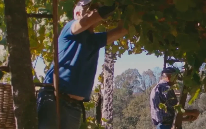 De Gente & De Vinha | A Vinha de Enforcado nos Vinhos Verdes