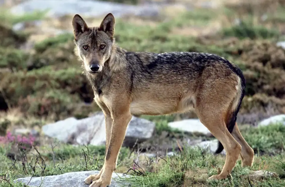 Plataforma Lobo Ibérico defende um maior apoio à pecuária extensiva