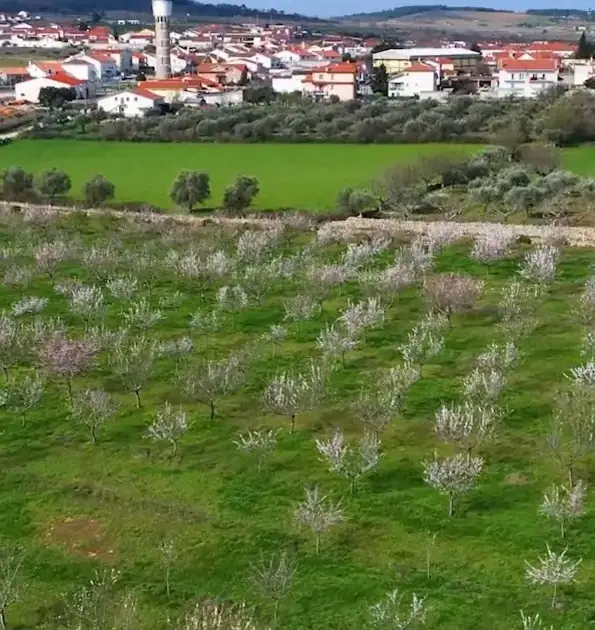Figueira de Castelo Rodrigo é a Rainha da Amendoeira em Flor 25 fev. 2026, 12:48